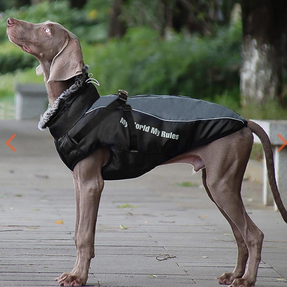 BNWOT dog Harness winter jacket - Picture 1 of 12